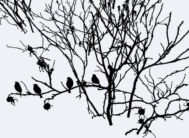 冬に野生のバラの枝に座っている鳥のシルエットのベクトル画像 - ベクター画像