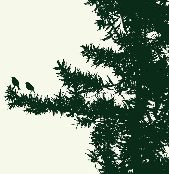 Imagem vetorial de silhuetas de ramos de abeto com pássaros
 - Vetor, Imagem