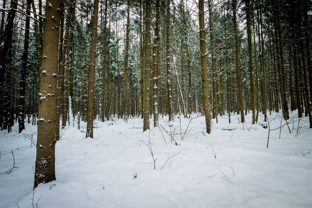 Paesaggio della foresta di abete rosso invernale coperto di gelo
 - Foto, immagini