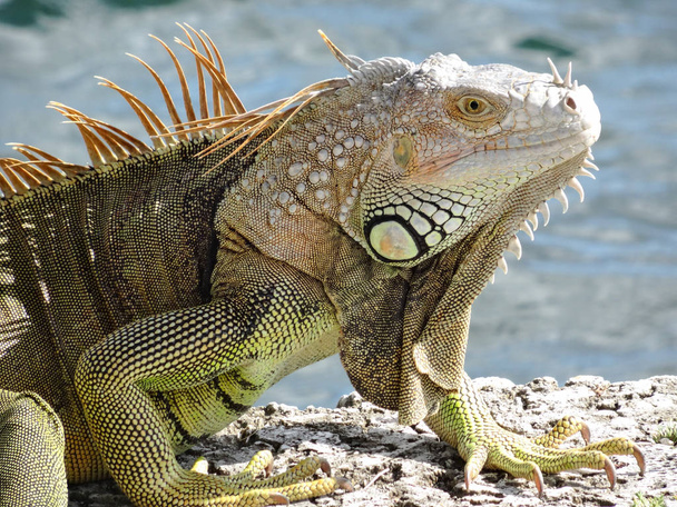 Gros plan du dragon sauvage d'Iguana
 - Photo, image