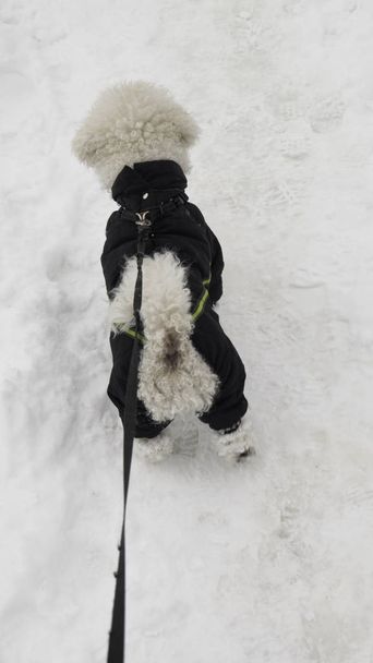 Perro Bichon con una correa en chaqueta de invierno camina en la nieve - vista desde la parte posterior
. - Foto, Imagen