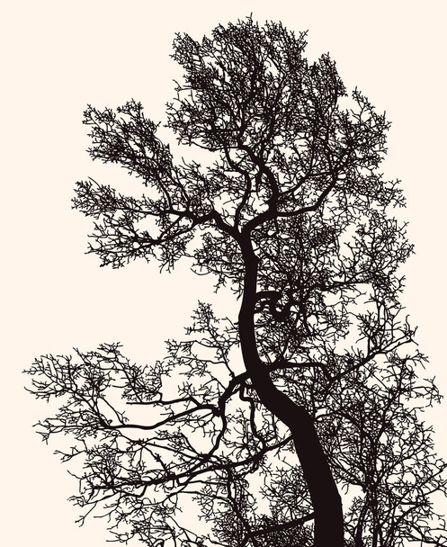 Kışın yaprak döken ağaç siluetinin vektör görüntüsü - Vektör, Görsel