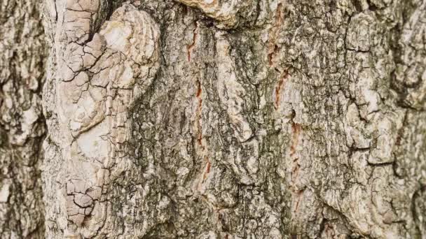 A small black ant runs through the bark of a tree. 4K, close-up. - Πλάνα, βίντεο