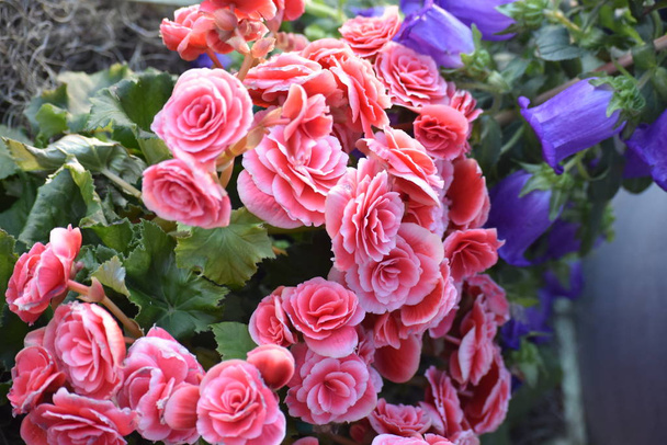 Rózsaszín virágok. Begóniavirág - Fotó, kép