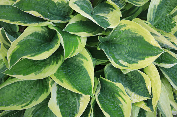 texture of green and white leaves of a decorative plant, Hosta, Funkia - Photo, Image