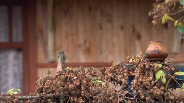 Hliněné hrnce jsou uloženy na proutěném dřevěném plotě - Záběry, video