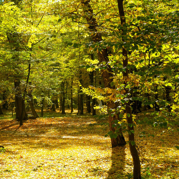 Autumn scenery in a forest, with the sun casting beautiful rays  - Foto, Imagen