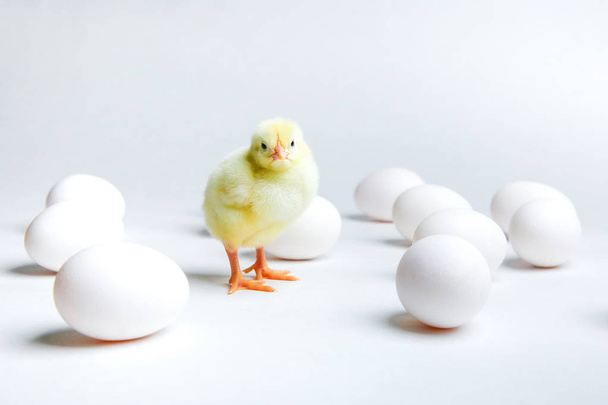 yellow chick and eggs on white background  - 写真・画像