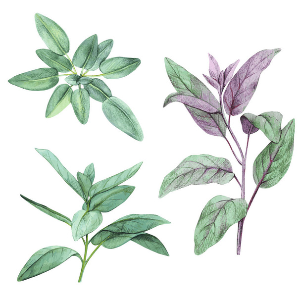 Salvia, salvia. Conjunto de hojas. Dibujado a mano
 - Vector, Imagen