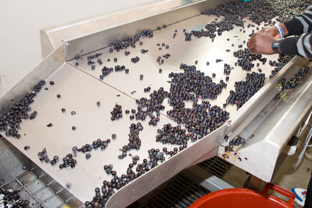 Travail de la vendangeuse avec ligne d'acier argentée de l'industrie du raisin rouge
 - Photo, image