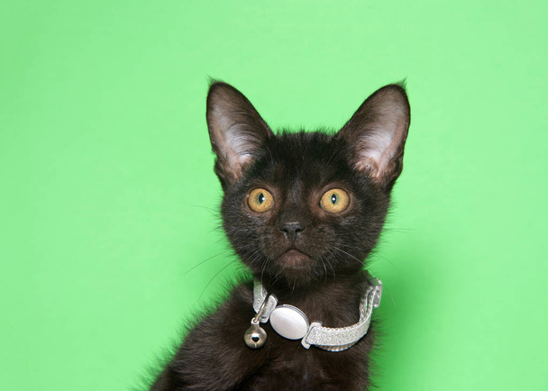 Retrato de un adorable gatito negro pequeño con un brillante collar de plata brillante, demasiado grande para su cuello, con una campana en él, mirando directamente al espectador. Fondo verde con espacio de copia
. - Foto, Imagen