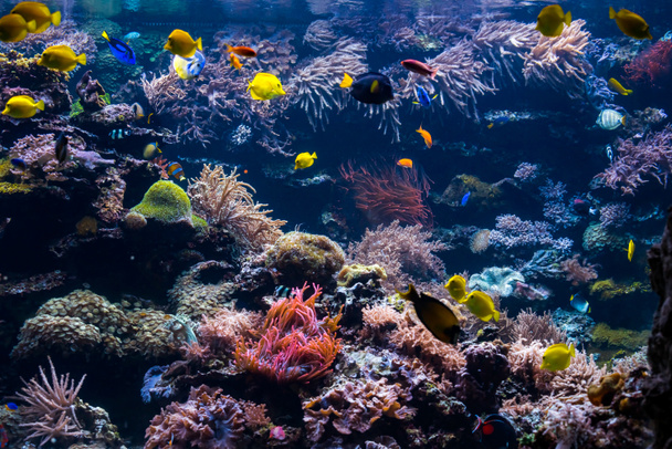 beautiful underwater world with  tropical fish - Photo, Image