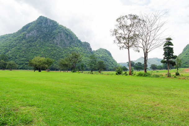 Зеленое травяное поле и горы фон
 - Фото, изображение