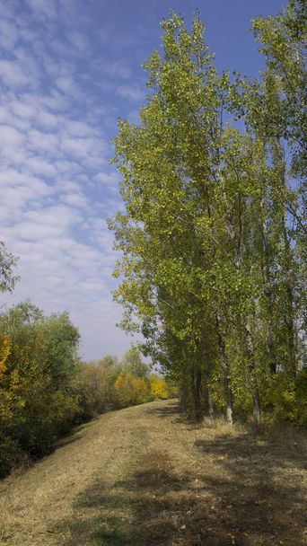 Φθινοπωρινές σκηνές Κίτρινο δέντρο, επαρχιακός δρόμος και ηλιόλουστος μπλε ουρανός.  - Φωτογραφία, εικόνα