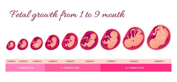 Embryo Development Infographics. Těhotenství, vývoj plodu.  - Vektor, obrázek