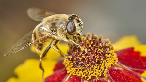 primer plano de una abeja durante la polinización sentada en una flor que recoge el polen
 - Foto, imagen