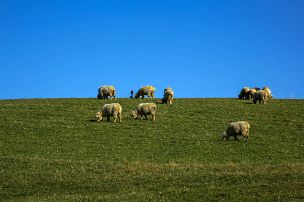 Otlakta otlayan koyun sürüsü - Fotoğraf, Görsel