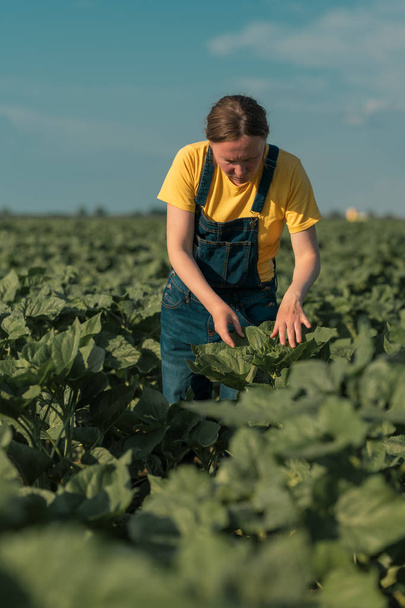 Sunflower farmer checking up on crop development in field - Photo, image
