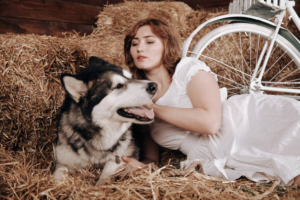 αξιολάτρευτο συν μέγεθος καυκάσιος κορίτσι με κόκκινα μαλλιά σε ένα λευκό φόρεμα του καλοκαιριού ποζάρει με το μεγάλο σκυλί Malamute καλύτερος φίλος της στα άχυρα σε έναν αχυρώνα - Φωτογραφία, εικόνα