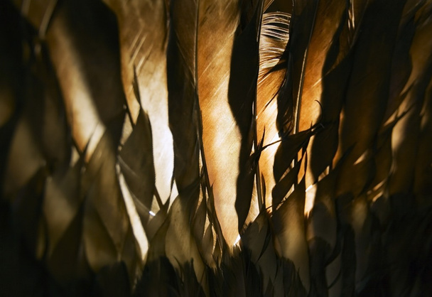 Turkey Feathers - Zdjęcie, obraz
