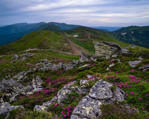Pink rose rhododendron flowers on summer mountain slope - Photo, Image