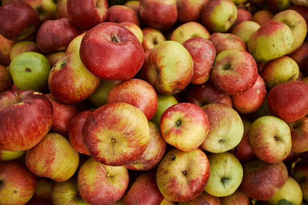 Paljon punaisia omenoita. sadonkorjuu
 - Valokuva, kuva
