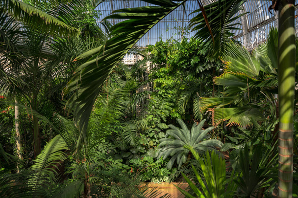 London. United Kingdom. Circa August 2017. Palm garden in a greenhouse in Kew Royal Botanic Gardens. - 写真・画像