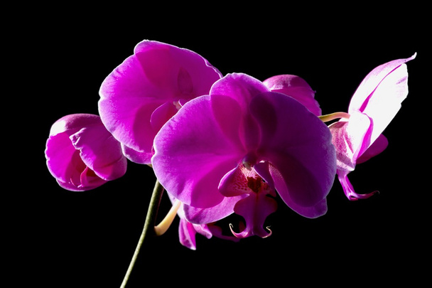 Purple Flowers On Black Background - Foto, Imagen