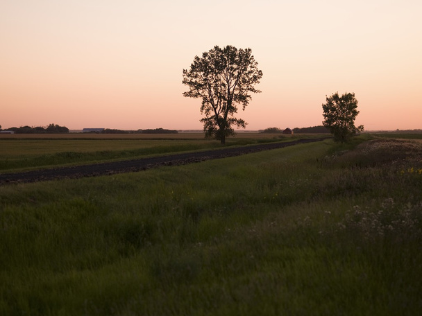 Árvores em um campo, Manitoba, Canadá
 - Foto, Imagem