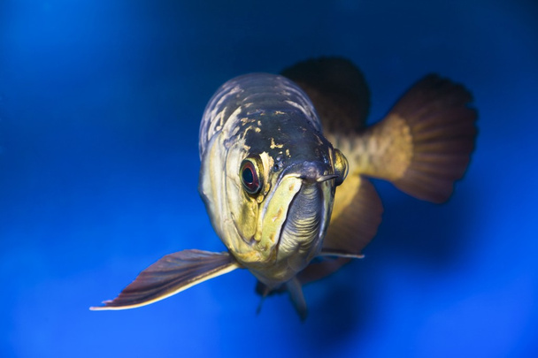 Fish closeip - Photo, image