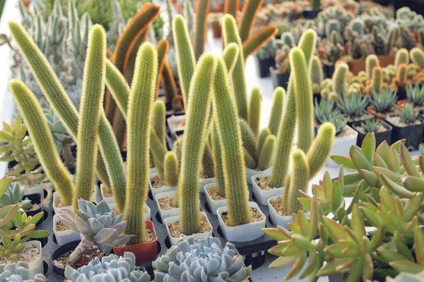 Carino piccolo cactus In varie forme di vasi C'è una luce del sole mite al mattino
. - Foto, immagini