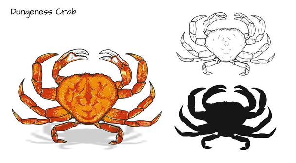 Crab vector by hand drawing.crab silhouette on white background.Dungeness Crab art highly detailed in line art style.Animal pictures for coloring - Vector, Image