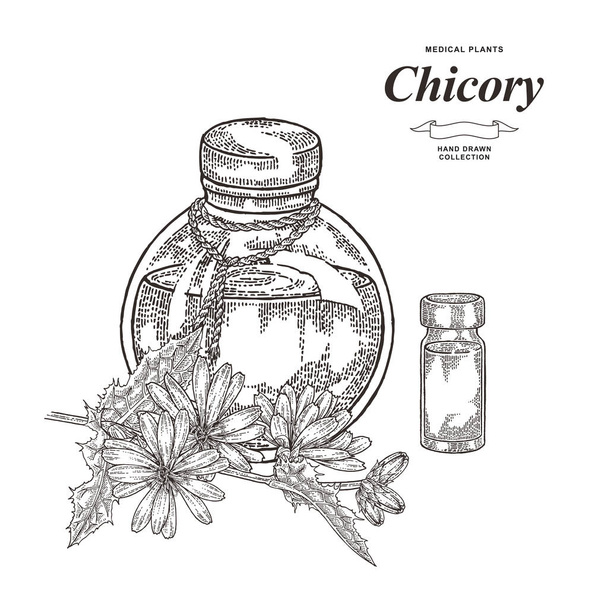 Chicory virágok és üveg olaj elszigetelt fehér alapon. Orvosi baktériumok gyűjteménye. Kézzel rajzolt vektor illusztráció. Vázlat stílus. - Vektor, kép