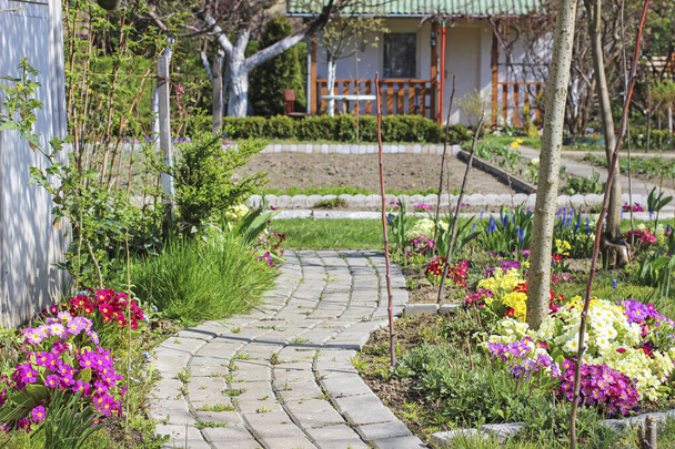 A paved path in the garden among primula flowers. - Photo, image