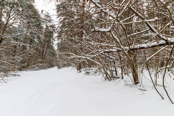 Paisaje de bosque de pinos de invierno cubierto de heladas en principalmente clo
 - Foto, imagen