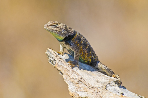 Lizard On A Branch In The Sun - Photo, Image