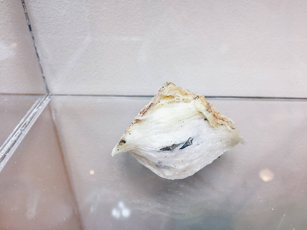 close-up van een witte schelp - Foto, afbeelding