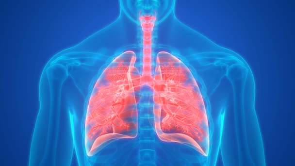Concepto de animación 3D del sistema respiratorio humano Pulmones Anatomía - Metraje, vídeo