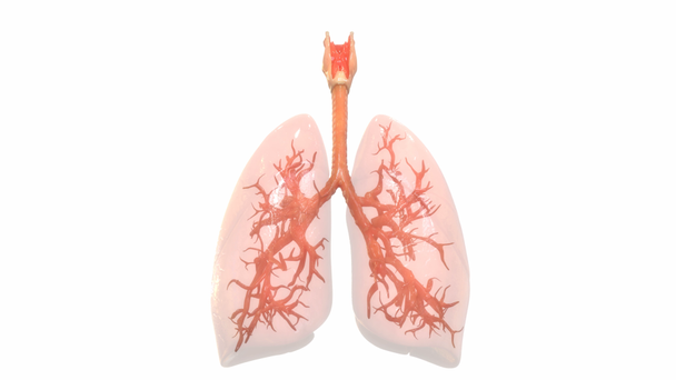 3D animace koncepce lidské dýchací soustavy Plicní anatomie - Záběry, video
