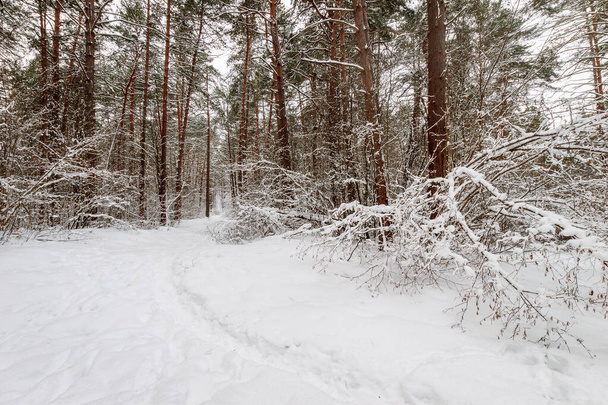 Winter pine forest covered with frost at mainly cloudy weather. - 写真・画像