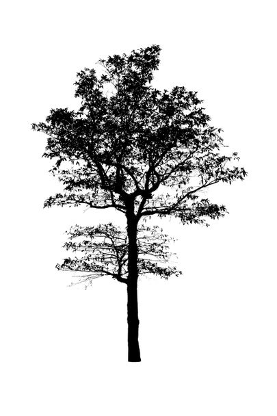 Izolált fekete fa sziluettek  - Fotó, kép