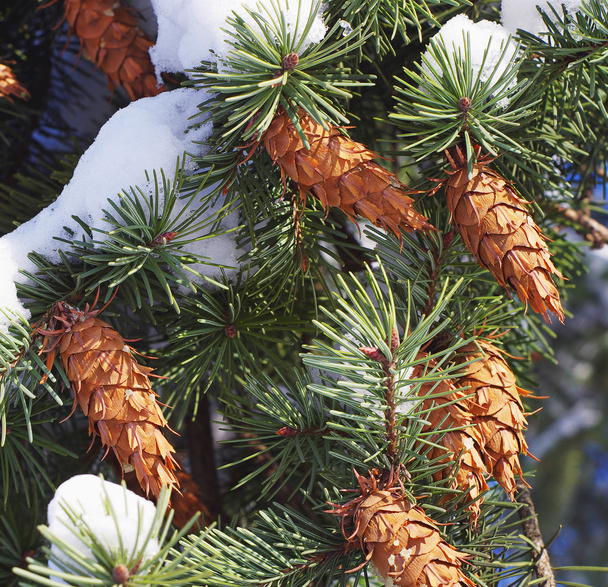 Pine branches with cones closeup - Photo, Image