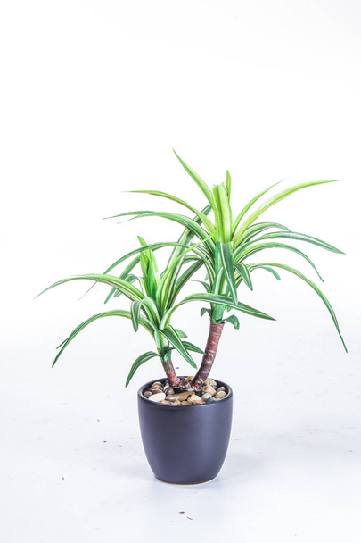 green plant white background - Фото, изображение