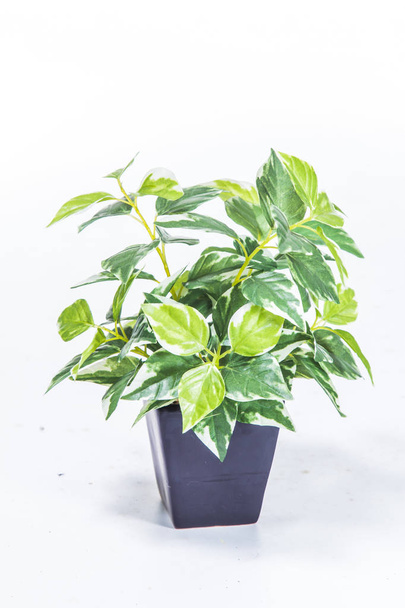 green plant white background - Photo, image