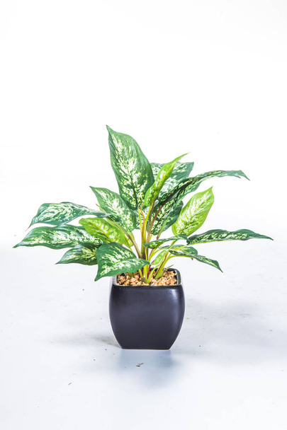 green plant white background - Фото, зображення