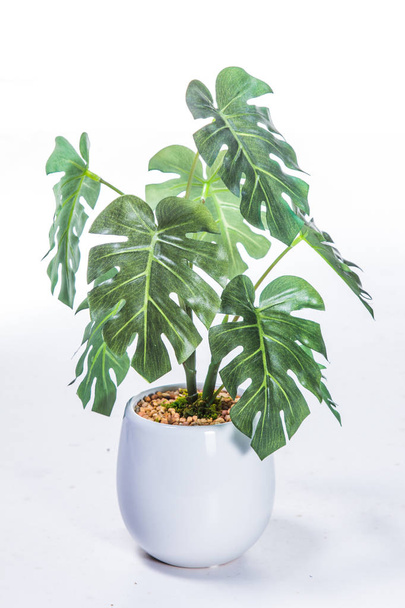 green plant white background - Foto, imagen