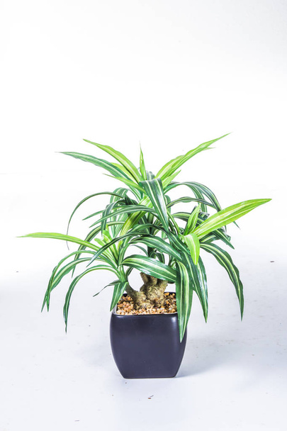 green plant white background - Фото, зображення