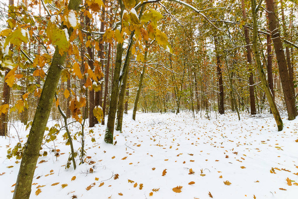 Paysage de la forêt hivernale de pins et d'érables recouvert de givre
  - Photo, image