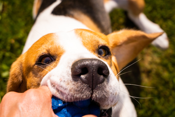 Gioco di tiro alla fune per cani in estate
 - Foto, immagini