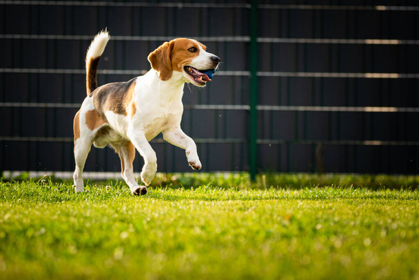 Pies Beagle z piłką na zielonej łące wiosną, lato biegnie w kierunku kamery z piłką - Zdjęcie, obraz